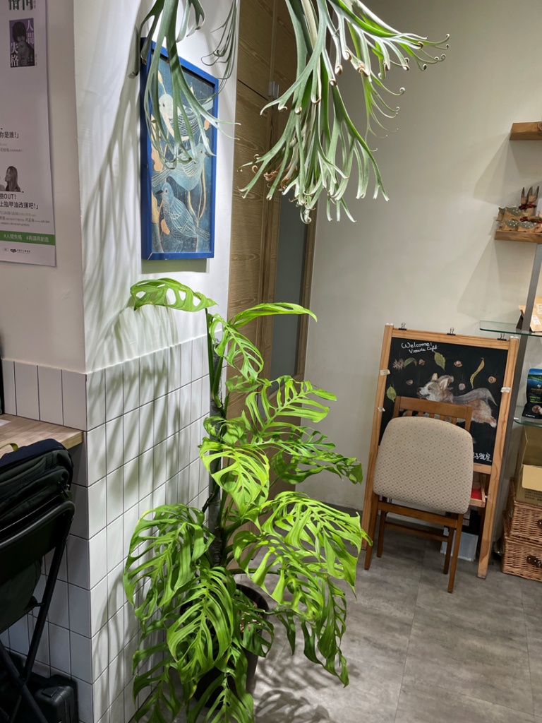 Vittaria Café 書帶蕨咖啡: 以植物為主的美輪美奐咖啡廳